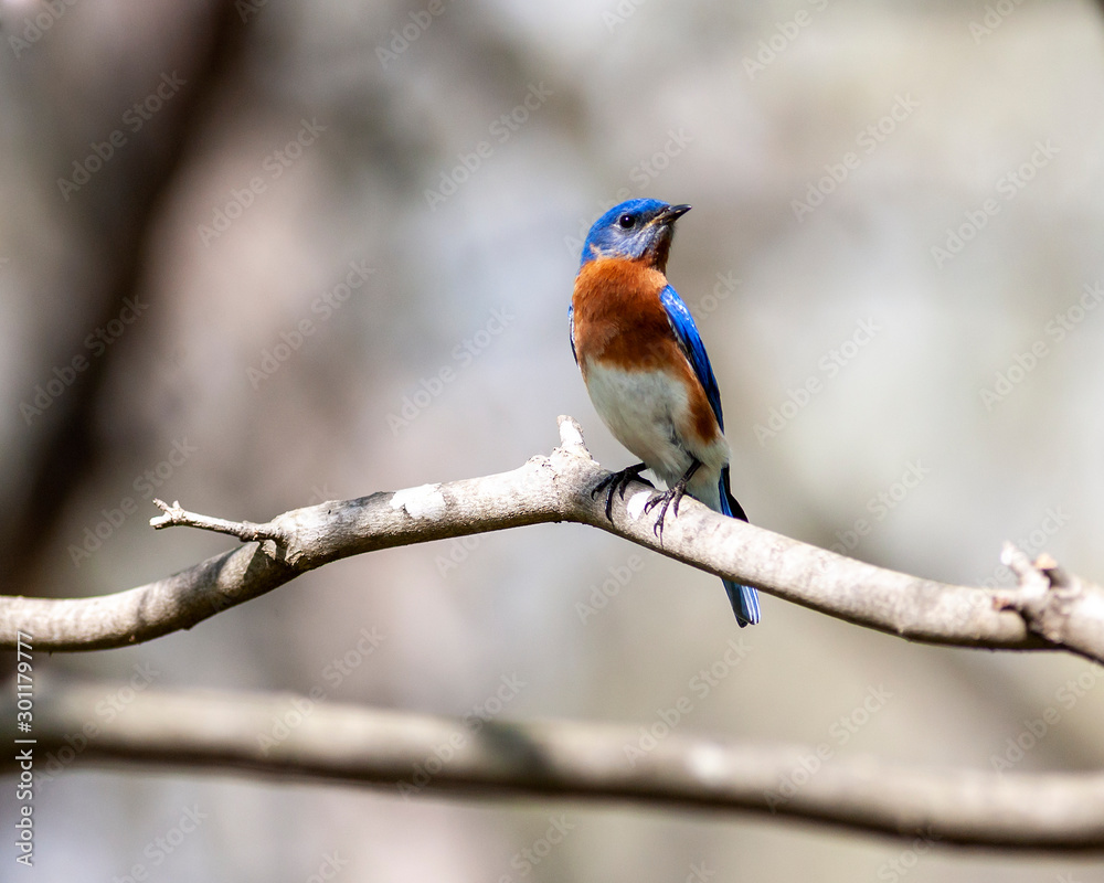 portrait of a bluebird perched on a branch portrait of a bluebird perched on a branch