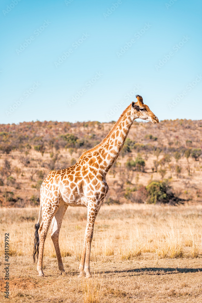 Fototapeta premium Giraffes herd family with baby eats in the South American savanna in a picturesque landscape with golden grass looking at the tourist during an atmospheric sunset on safari