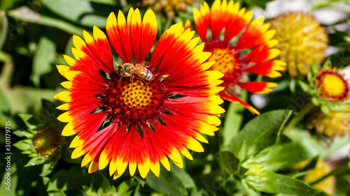 bee at work on a red and yellow petaled flower © Patrick Rolands