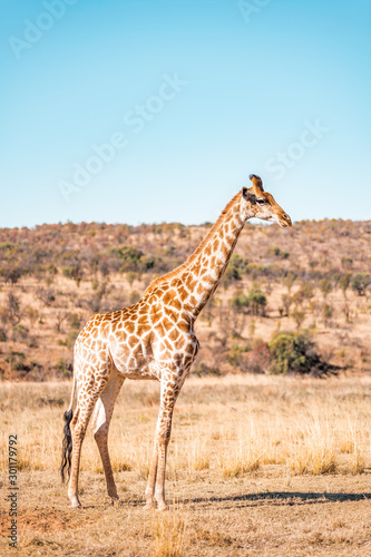  Giraffes herd family with baby eats in the South American savanna in a picturesque landscape with golden grass looking at the tourist during an atmospheric sunset on safari