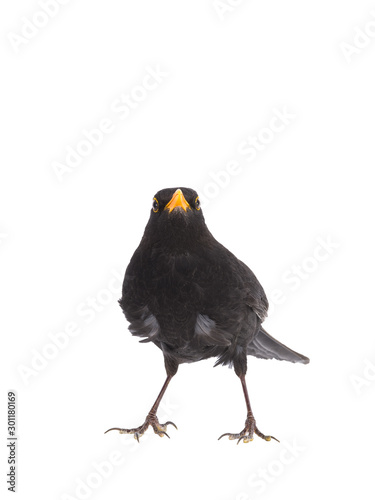 blackbird isolated on a white background. © fotomaster