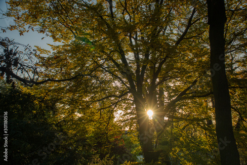 Sun shining through trees with dyed yellow