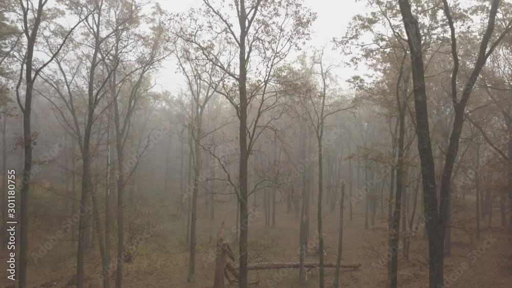Mystical autumn forest in dense fog. Aerial view. Fallen foliage trees in the fall. Natural background. Mysterious landscape Mystical autumn forest in dense fog. Aerial view. Fallen foliage trees in the fall. Natural background. Mysterious landscape