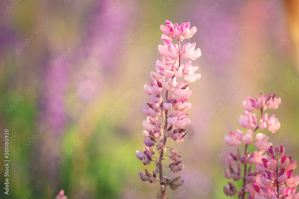 Blooming lupine flowers. Violet and pink lupin in meadow. Colorful bunch of lupines summer flower background. Blooming lupine flowers. Violet and pink lupin in meadow. Colorful bunch of lupines summer flower background.