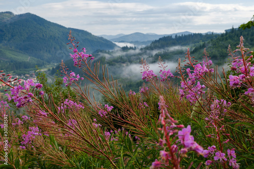 Chamaenerion angustifolium, ireweed or rosebay willowherb blooms magnificently in Carpathian Mountains.