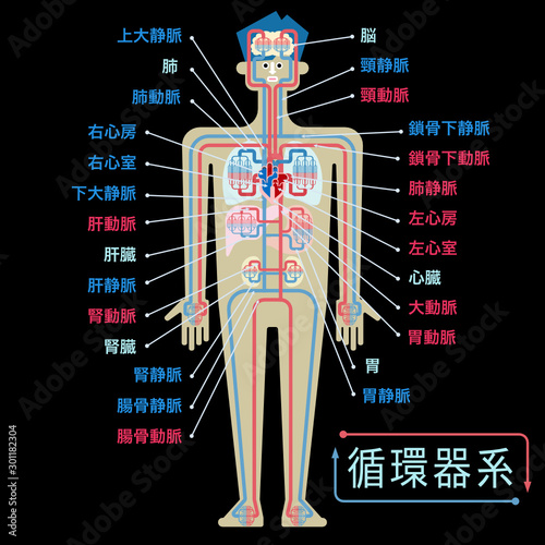 黒バックに日本語で各部位の名称が記載された循環器系のシンプルなイラスト	