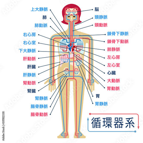 日本語で各部位の名称が記載された循環器系のシンプルなイラスト