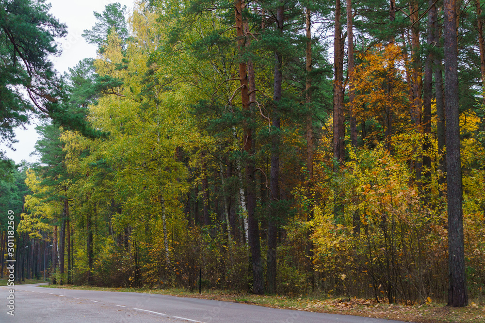 Obraz premium Road in the forest, surrounded by colorful trees. Autumn landscape.