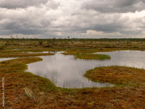 landscape with bog lake and small islands  bog pines and water reflections
