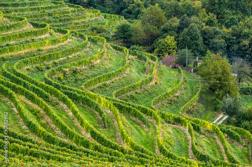 Wine region of Jeruzalem in Slovenia