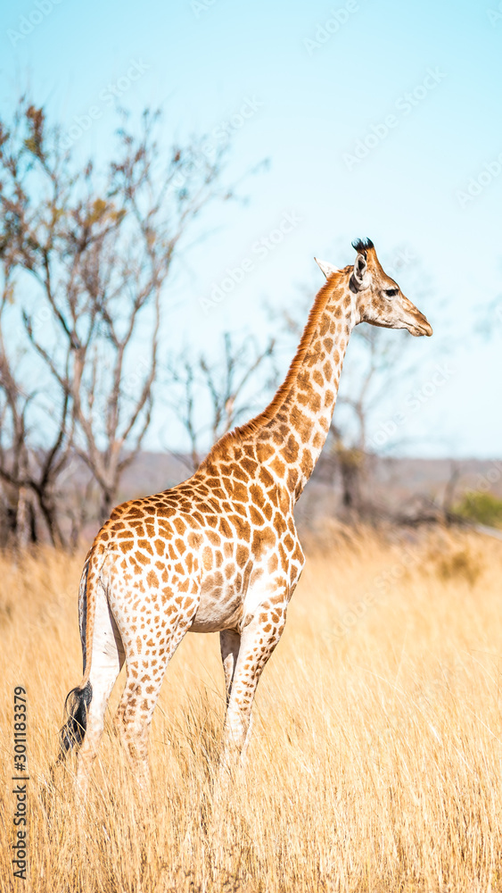 Obraz premium Giraffes herd family with baby eats in the South American savanna in a picturesque landscape with golden grass looking at the tourist during an atmospheric sunset on safari