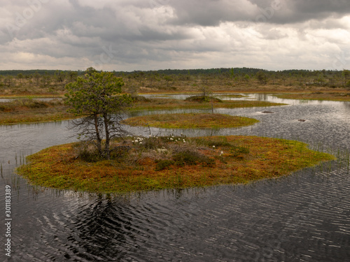 landscape with bog lake and small islands, bog pines and water reflections