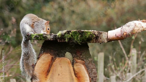 Bushy Tailed Grey Squirrel Feeding On Natural Bird Feeder.