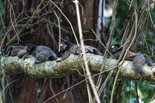 A family of small monkeys marmoset lined up on a branch photo