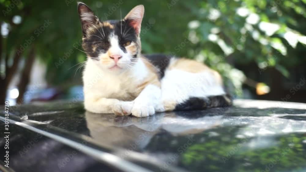 A one-eyed cat looks into the camera.Curious one-eyed cat lying on the roof of the car. The one-eyed cat yawns. A one-eyed cat looks into the camera.Curious one-eyed cat lying on the roof of the car. The one-eyed cat yawns.