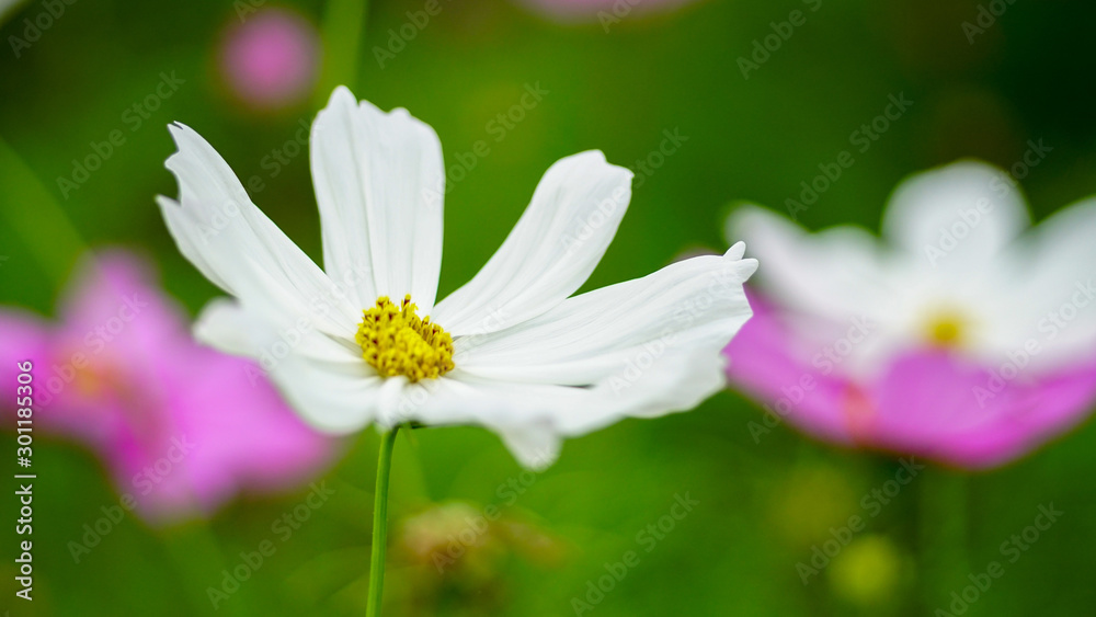 Beautiful white flowers in the garden
