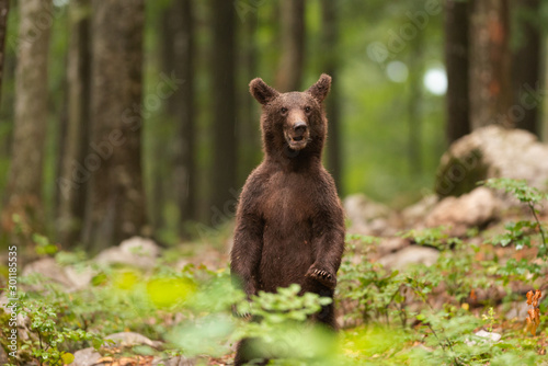 Bild auf Leinwand ours curieux
