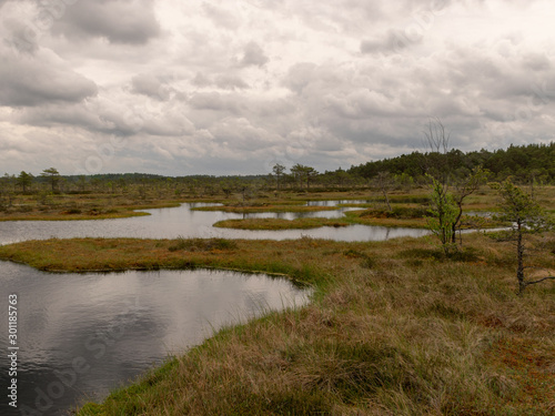 Fototapeta Naklejka Na Ścianę i Meble -  landscape with bog lake and small islands, bog pines and water reflections