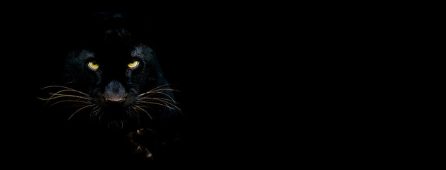 Black panther with a black background