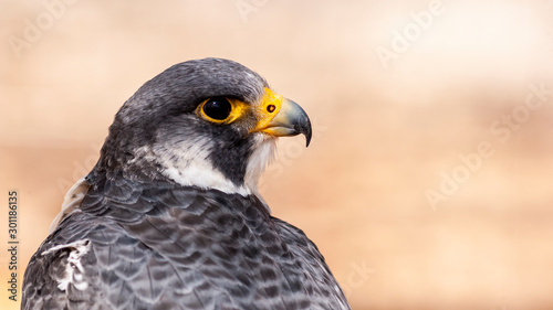 close up portrait of a peregrine falcon