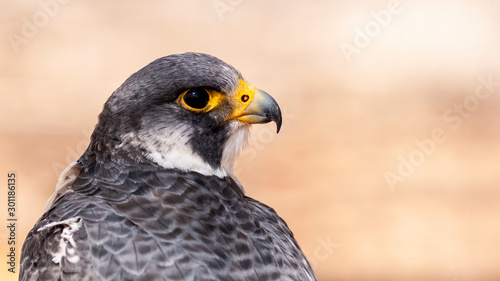 Valokuva close up portrait of a peregrine falcon