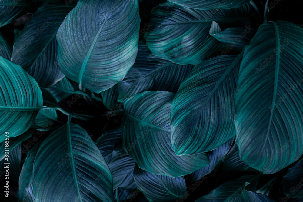 leaves of Spathiphyllum cannifolium, abstract green texture, nature  background, tropical leaf Stock Photo | Adobe Stock
