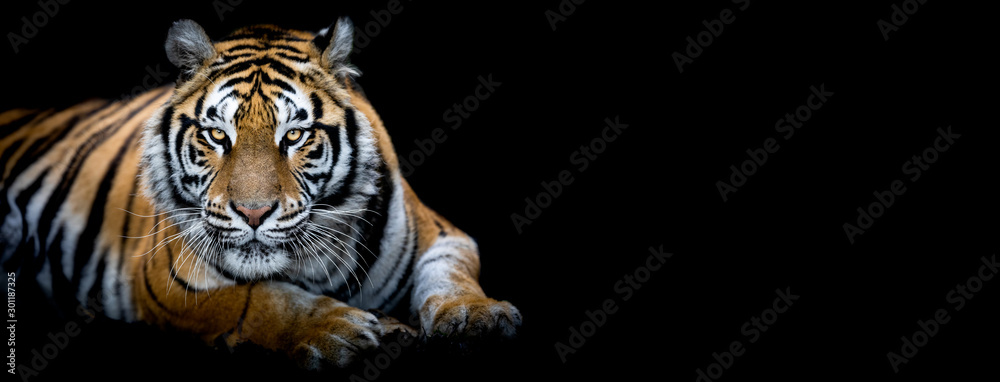 Tiger with a black background
