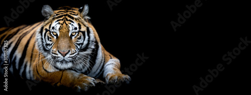Obraz na płótnie Tiger with a black background w salonie