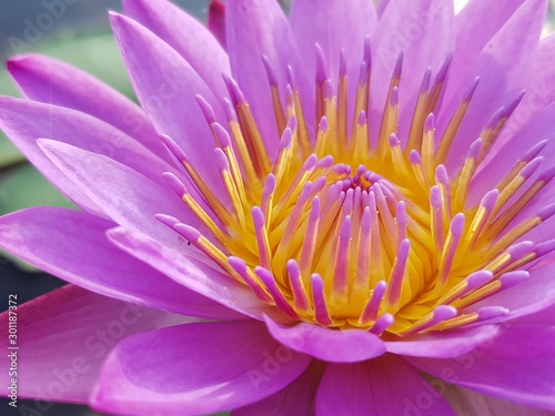 pink water lily