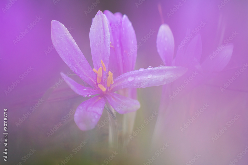Autumn crocus in a cold morning Autumn crocus in a cold morning