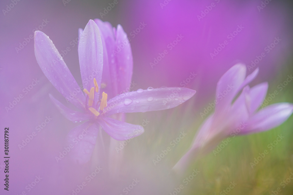Autumn crocus in a cold morning