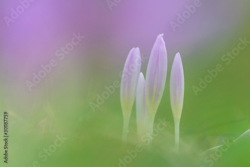 Autumn crocus in a cold morning