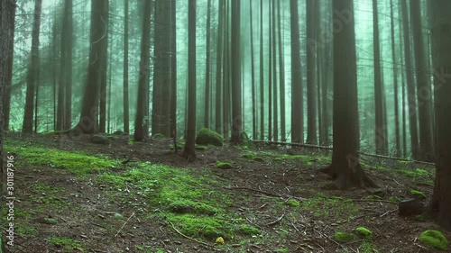Foggy forest