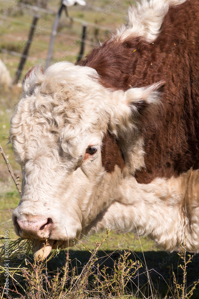 Obraz premium Hereford cow, eating and enjoying the Argentine countryside.