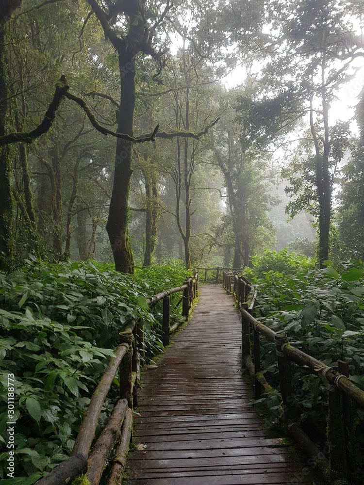 Obraz premium drewniany most w lesie