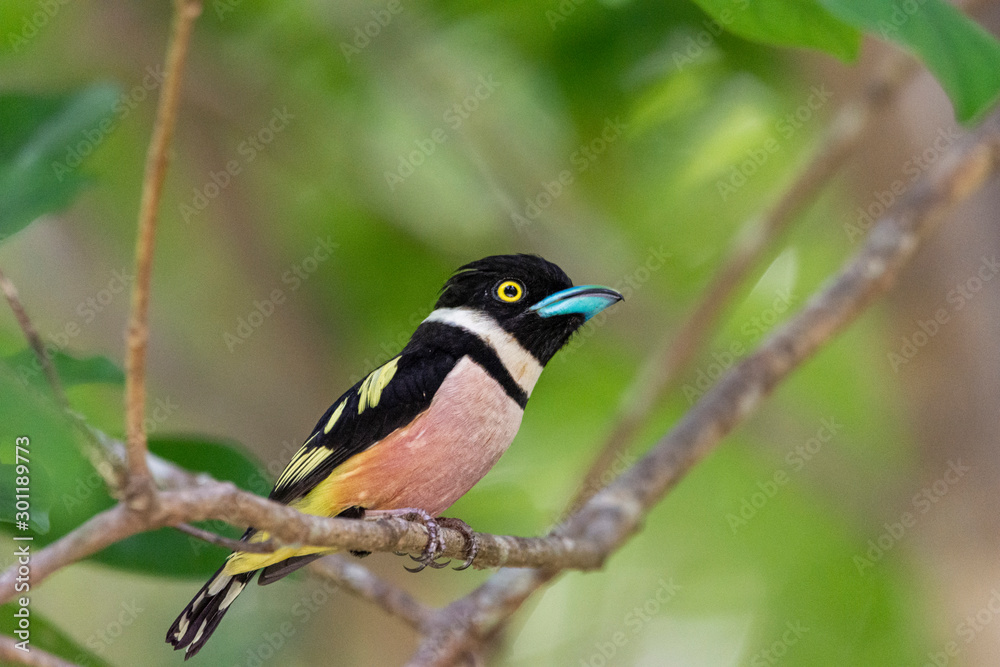 Black and yellow Broadbill, Bird beautiful color Black and Yellow Broadbill Eury laimus ocromalus small cute Black and yellow Broadbill, Bird beautiful color Black and Yellow Broadbill Eury laimus ocromalus small cute