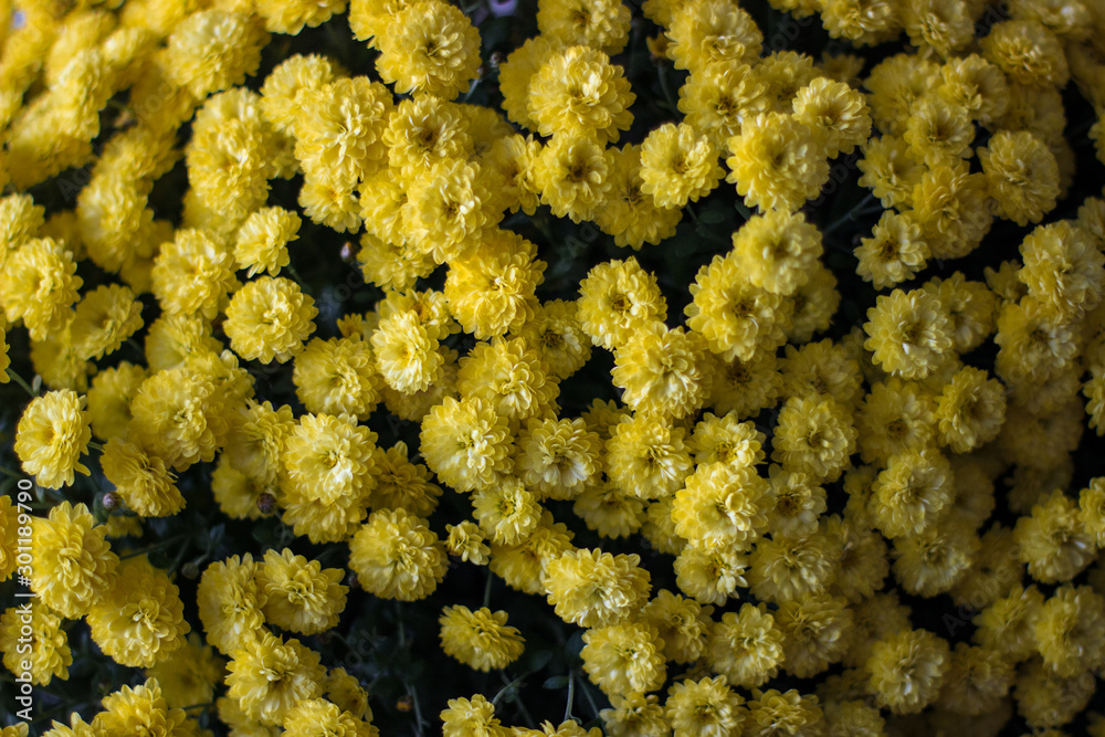 background with many yellow chrysanthemums