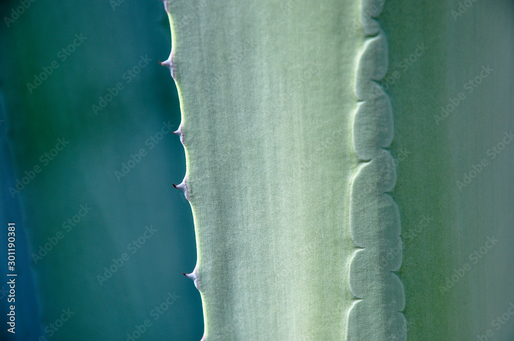 An abstract closeup image of the Blue Agave also known as Agave tequilana, the plant used in the