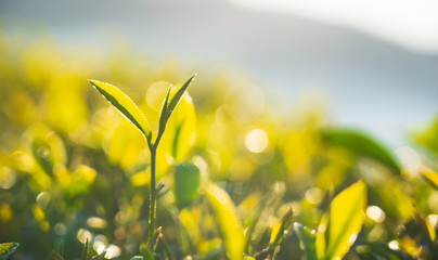 close up Fresh green tea leaves in the morning forest and green nature park and beautiful abstract  blur and bokeh background.