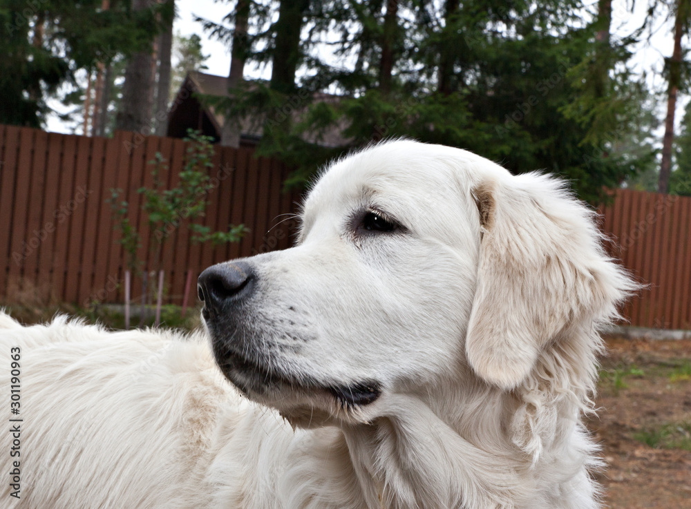 Dog breed golden reriever portrait in the yard against the background of the fence Dog breed golden reriever portrait in the yard against the background of the fence