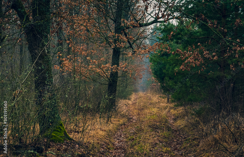 Obraz premium Nature beauty