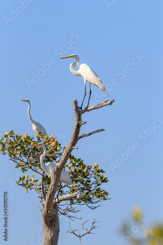 aves
