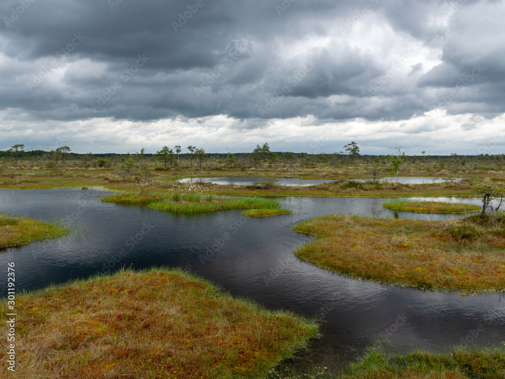 landscape with bog lake and small islands, bog pines and water reflections landscape with bog lake and small islands, bog pines and water reflections