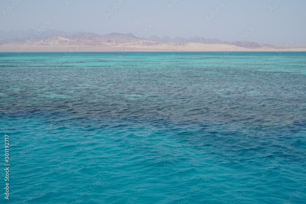 Coral reef in the red sea on sunny day