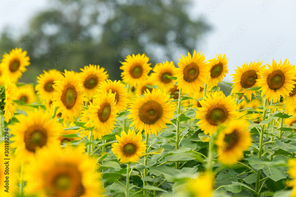 Obraz premium Beautiful Sunflower in full bloom.Big Sunflowers blooming .