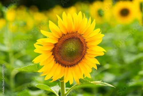 Beautiful Sunflower in full bloom.Big Sunflowers blooming .