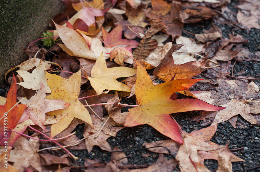 Closeup of autumnal maple leaves on asphalt in the street