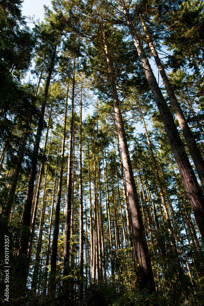 Road trip in Vancouver Island: impressively tall douglas firs, view from below. Road trip in Vancouver Island: impressively tall douglas firs, view from below.