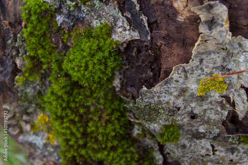 Tree bark with moss on the tree in early spring