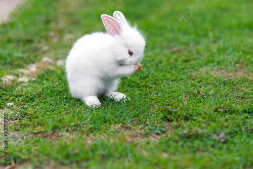 White baby funny rabbit on green grass.